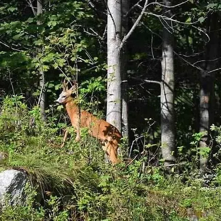 In - Piemont 52109 펜션 *