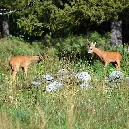In - Piemont 52109 * Ceppo Morelli