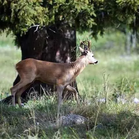 In - Piemont 52109 別荘